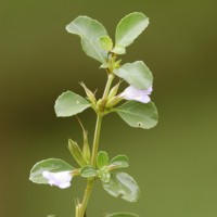 Dyschoriste madurensis (Burm.f.) Kuntze